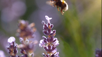 Bumblebee in flight on purple flower