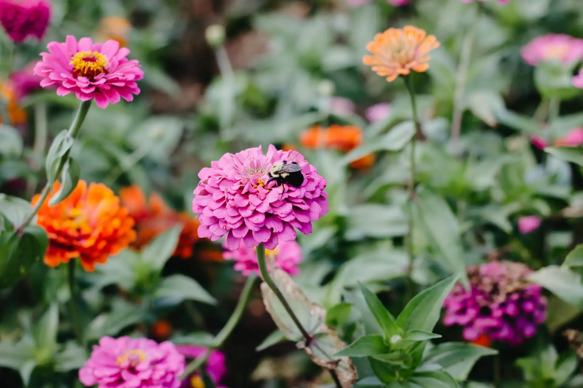 bee-bg