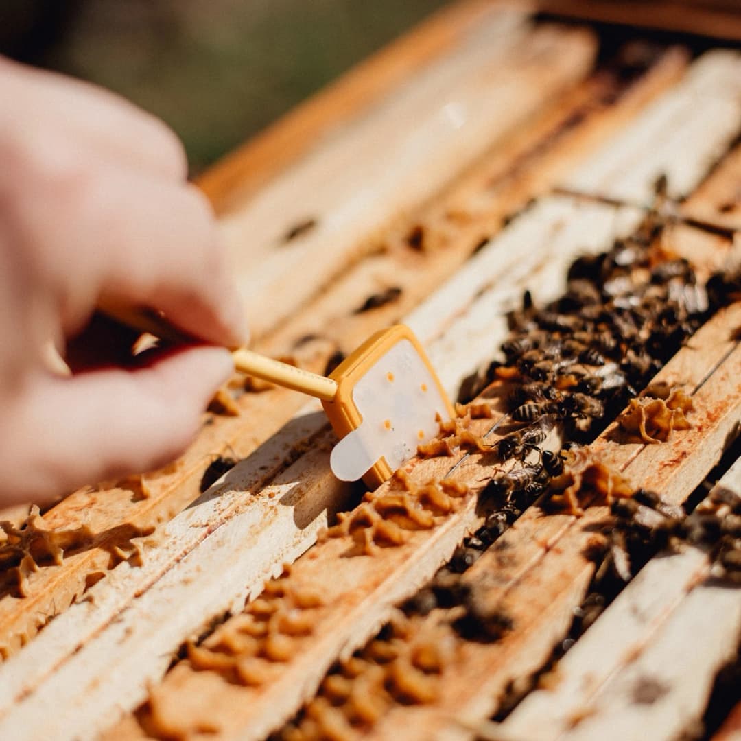 Advanced Technology 3Bee HiveTech Close-up of a HiveTech 3Bee sensor installed on a hive.