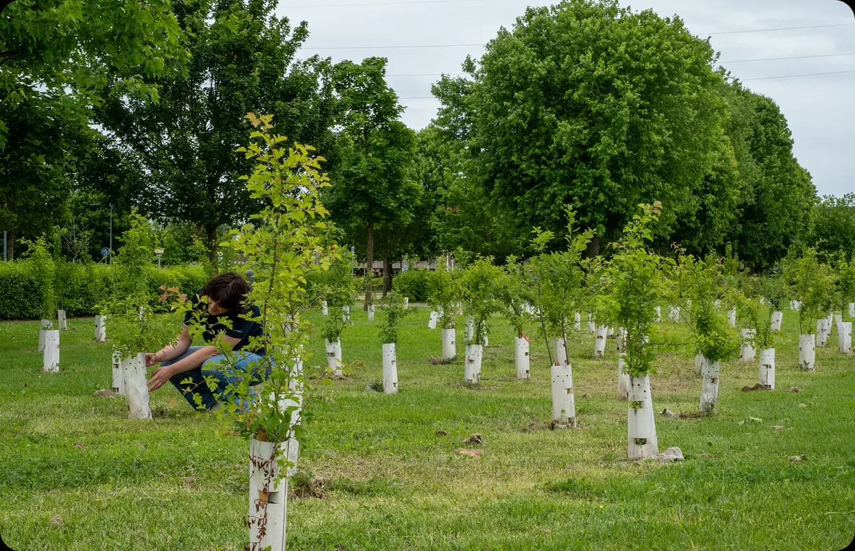 Forêts et Arboretums nectarifères pour la biodiversité dans les Oasis 3Bee Personne s'occupant de jeunes arbres dans un arboretum nectarifère d'une Oasis 3Bee