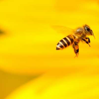 Bild, das die unternehmensinternen Technologien im der 3Bee-Kampagne "Pollinate the planet" repräsentiert