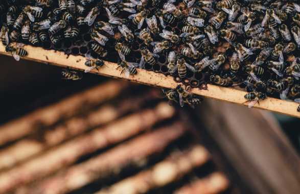 3Bee Bienenstöcke für Unternehmen