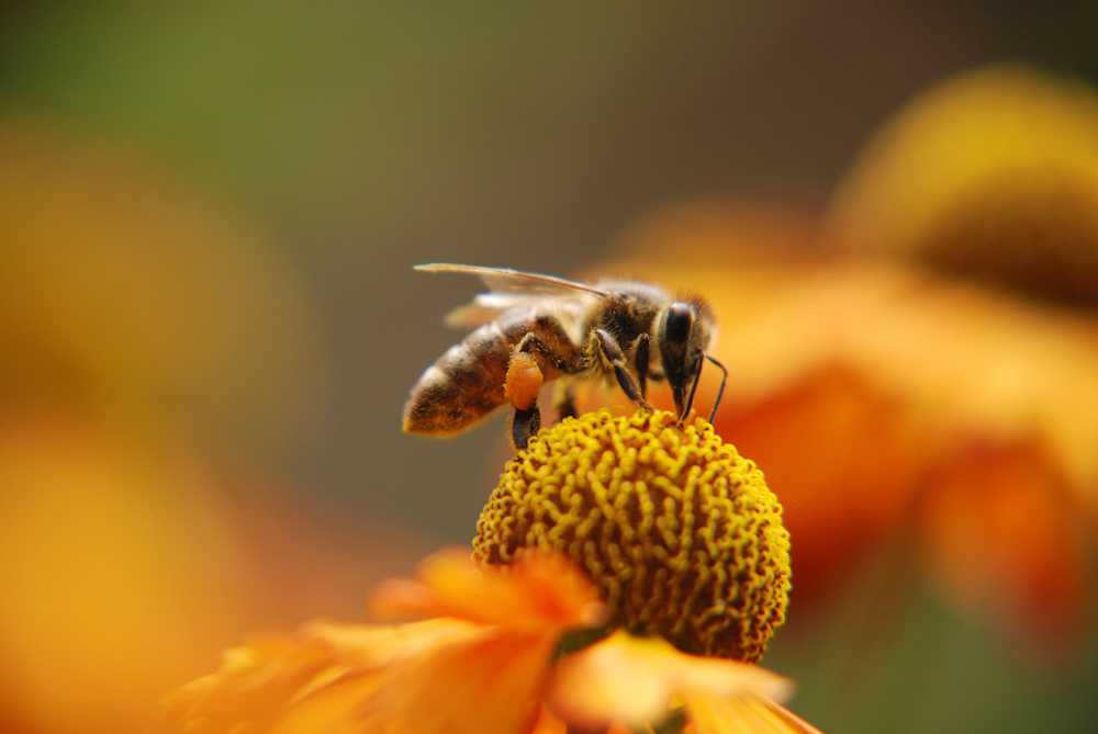 3Bee Biene auf orangefarbenem Hintergrund