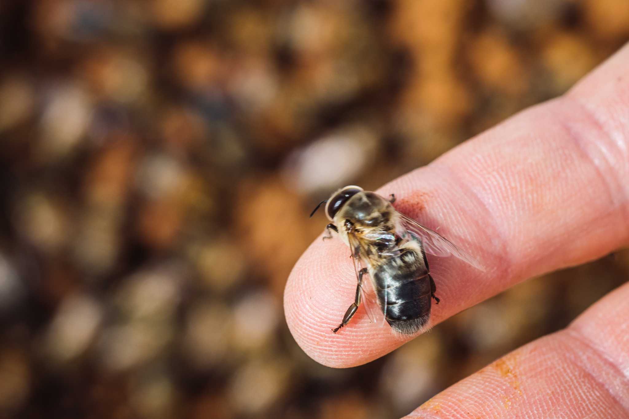 Biene auf der Hand des Imkers Contini