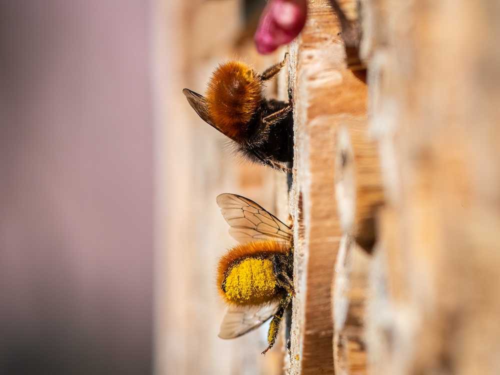 2 Osmias 3Bee y sus casitas para abejas solitarias