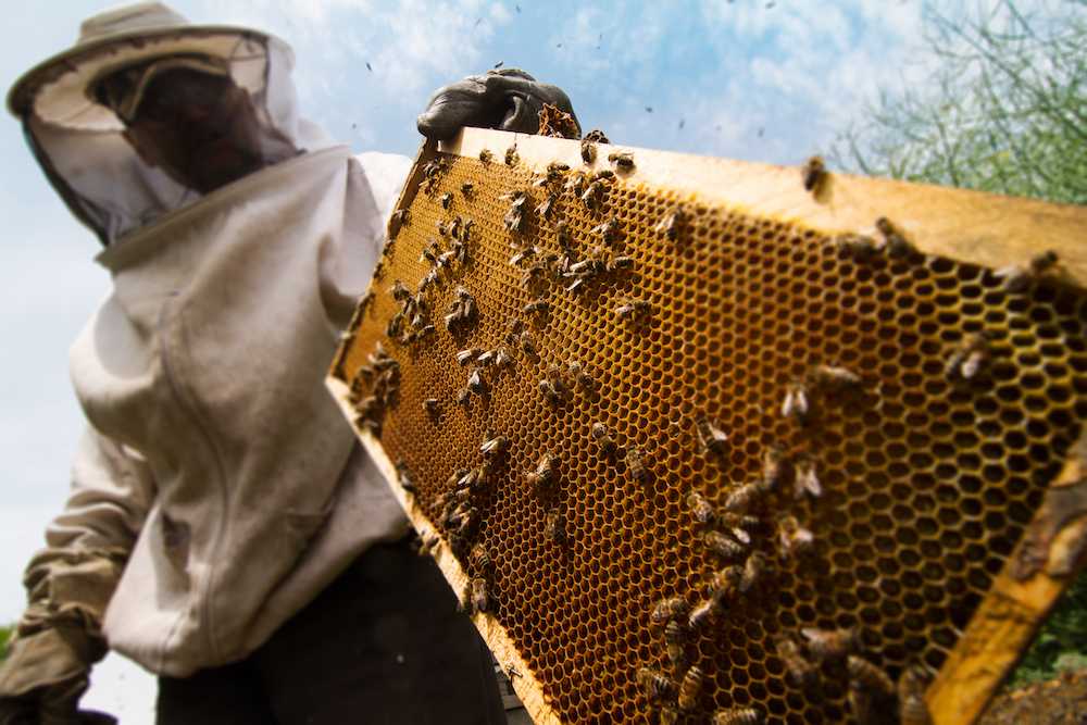 Apicoltore 3Bee che cura le sue api allevate in modo biologico e produce mieli rari