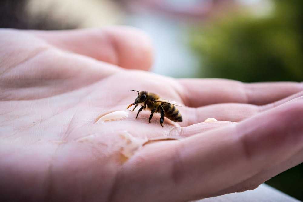 Biene auf der Hand eines 3Bee-Paten
