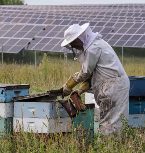 beekeeper_photovoltaic