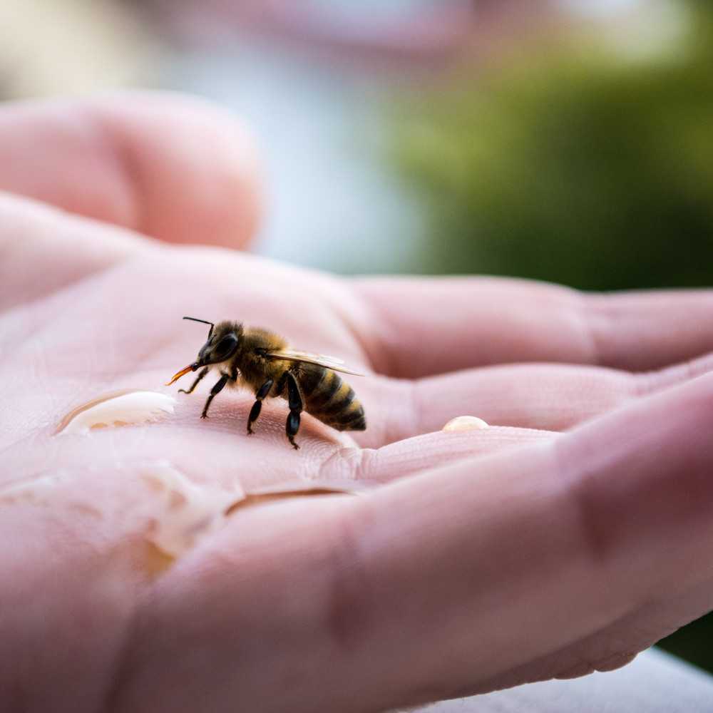 bee on human hand by 3Bee