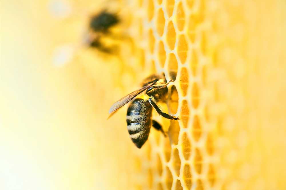 Bees protected and cared for by 3Bee to reduce mortality