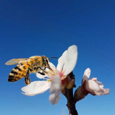 Bild, das das Unternehmen Mflaw in der 3Bee-Kampagne "Pollinate the planet" repräsentiert