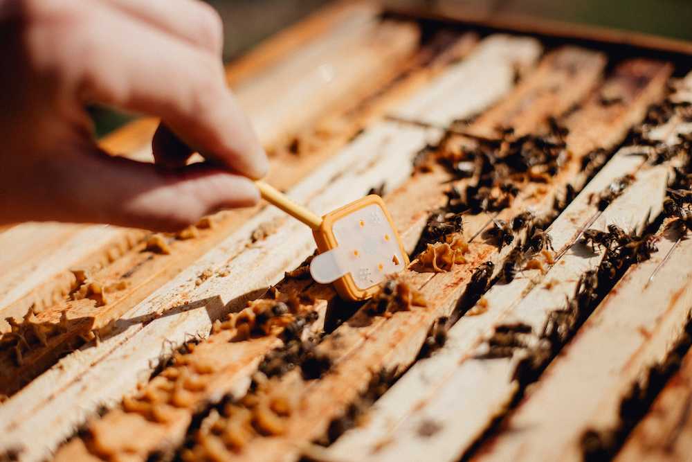 3Bee sensor installed in a honey bee hive