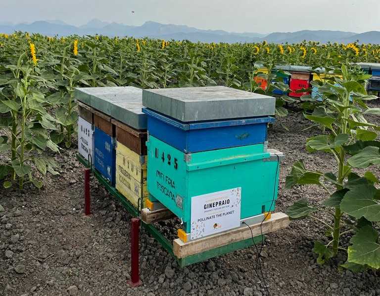 Corporate beehive jungle to be included in colorful sustainability report