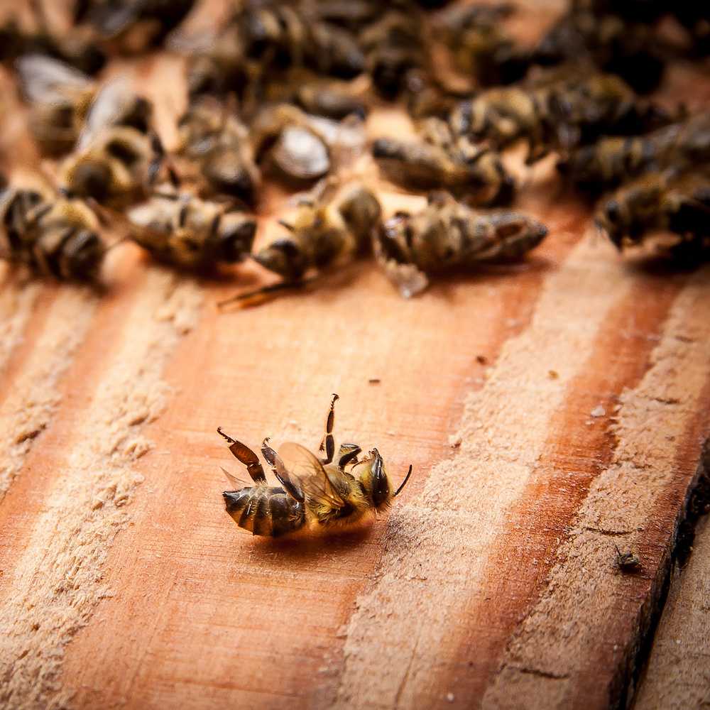 Tote Bienen aufgrund von Nektarmangel