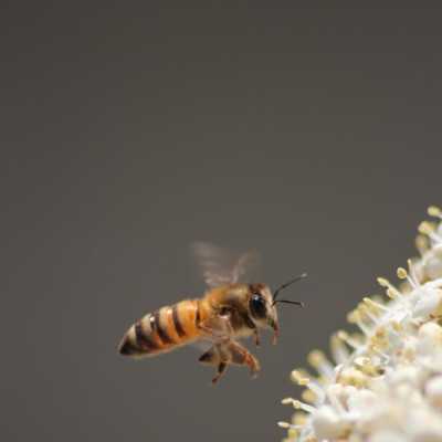 Bild, das das Unternehmen Noverim in der 3Bee-Kampagne "Pollinate the planet" repräsentiert
