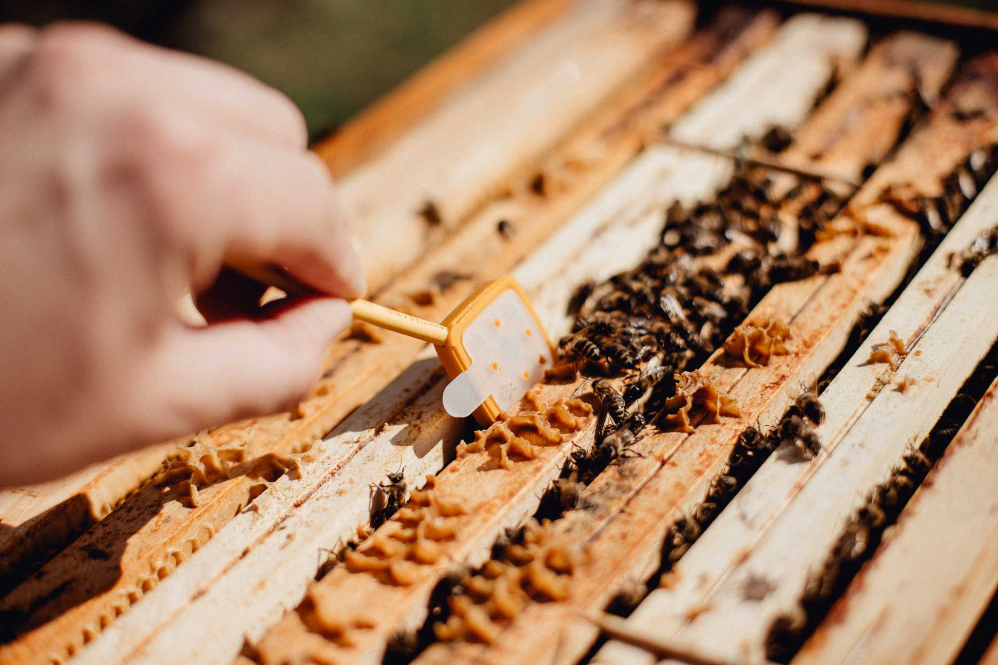 3Bee Beekeeper with sensor and bees in honey bee hive