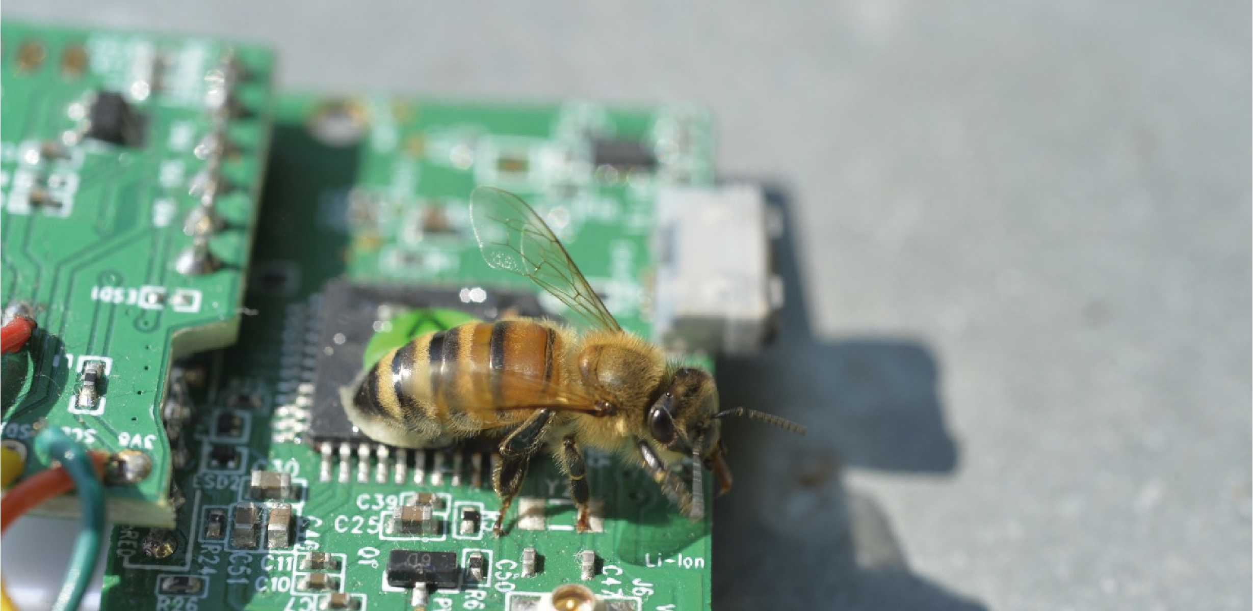 Biene auf 3Bee-Sensor